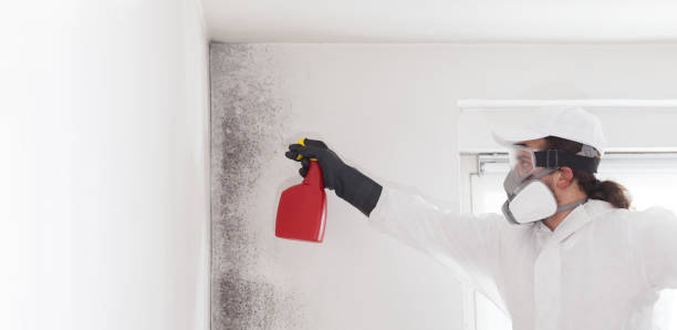 Professional Mold Removal in Bellefonte, DE